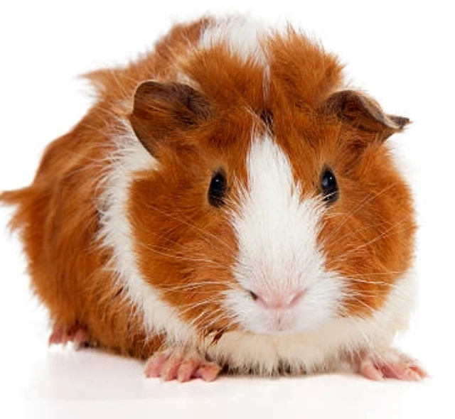 tempfileforshare_20251001 194329